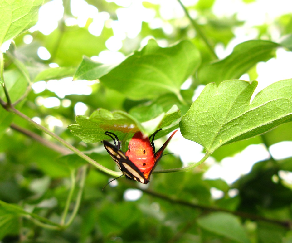 Lepidoptera villica depone uova su rampicante 